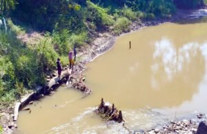 ধলাইয়ে বিষ দিয়ে মাছ নিধন