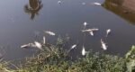 তাহিরপুরে বিষে মরলো ১০ লাখ টাকার মাছ
