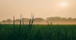 চায়ের জনপদে শীতের বার্তা